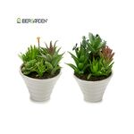 Arte Regal Διακοσμητικό παχύφυτο σε λευκό γλαστράκι 12x14x12cm