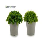 Διακοσμητικό φυτό χαμηλό σε γκρι γλαστράκι σε 2 σχέδια