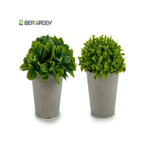 Διακοσμητικό φυτό χαμηλό σε γκρι γλαστράκι σε 2 σχέδια