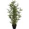 Διακοσμητικό φυτό bamboo σε γλάστρα 90cm